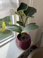 Medinilla plant inclusief mooie bloempot, Huis en Inrichting, Ophalen, Overige soorten, Halfschaduw, In pot