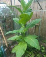 Tabakzaad tabak tabakplant plant circa 100 zaadjes, Zomer, Ophalen of Verzenden