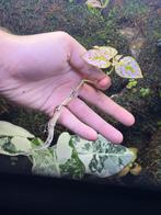 Hypoestes phyllostachya stekjes, Dieren en Toebehoren, Reptielen en Amfibieën, Slang, 0 tot 2 jaar