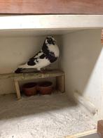 Mooie zwartbont doffer, Dieren en Toebehoren, Vogels | Duiven