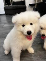Unieke Samojeed Pup Luffy Zoekt Liefdevol Thuis!, Particulier, Rabiës (hondsdolheid), Poolhond, 8 tot 15 weken