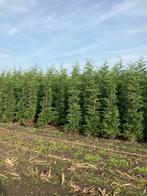 Cupr. leylandii haagconifeer in verschillende maten, Ophalen of Verzenden, Conifeer, 100 tot 250 cm