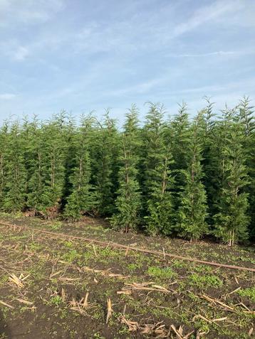 Cupr. leylandii haagconifeer in verschillende maten beschikbaar voor biedingen