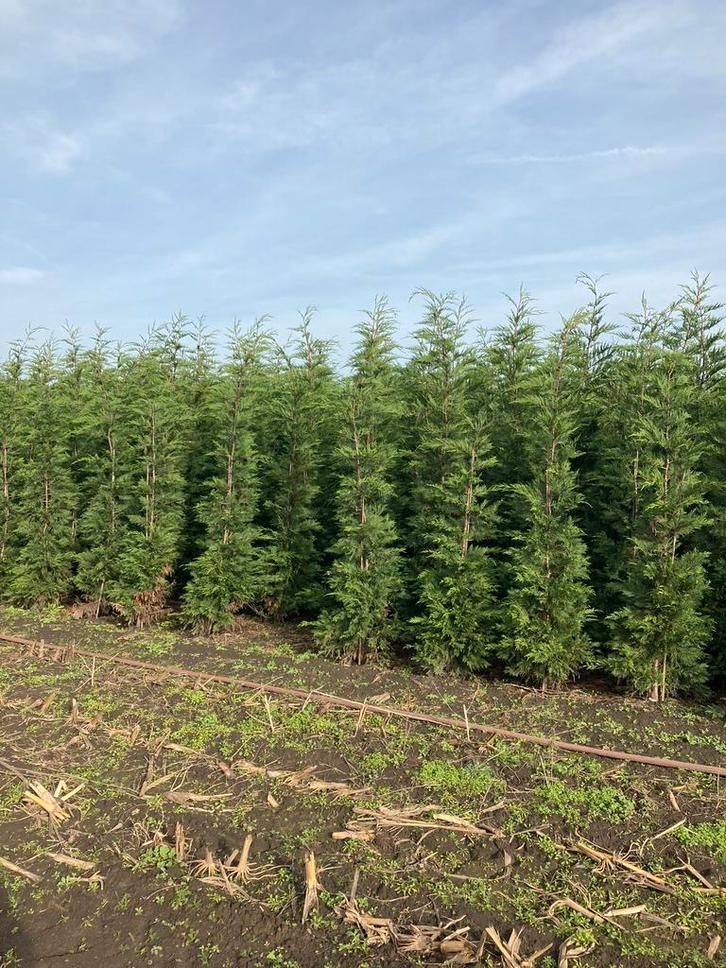 Cupr. leylandii haagconifeer in verschillende maten, Tuin en Terras, Planten | Struiken en Hagen, Conifeer, 100 tot 250 cm, Ophalen of Verzenden