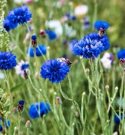 Korenbloem zaden - Centaurea cyanus blue boy, Tuin en Terras, Bloembollen en Zaden, Zaad, Voorjaar, Volle zon, Ophalen of Verzenden