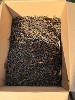 Trachycarpus Fortunei Zaden - Palmboom Zaden, Tuin en Terras, Bloembollen en Zaden, Ophalen of Verzenden, Gehele jaar, Volle zon