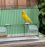 Koppel gele kanarie 2025, Dieren en Toebehoren, Meerdere dieren, Kleurkanarie