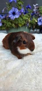 Driekleur gladhaar cavia zeugje, Dieren en Toebehoren, Knaagdieren, Augustus, Vrouwelijk, Cavia