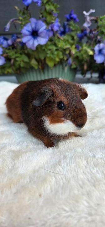 Driekleur gladhaar cavia zeugje  beschikbaar voor biedingen