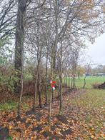 Perenbomen (oude rassen), Tuin en Terras, Planten | Bomen, Ophalen, Halfschaduw, Overige soorten, Lente