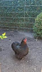 1 Cochin kip, Dieren en Toebehoren, Pluimvee, Vrouwelijk, Kip