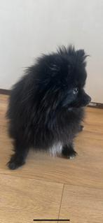 Lieve Pomeriaan te koop wegens omstandigheden, Dieren en Toebehoren, Honden | Poolhonden, Keeshonden en Oertypen, Keeshond, CDV (hondenziekte)