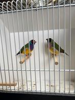 Gouldamadines, Meerdere dieren, Tropenvogel, Geringd