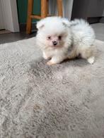 Pomeriaan puppy’s, Dieren en Toebehoren, België, Fokker | Hobbymatig, Keeshond, 8 tot 15 weken
