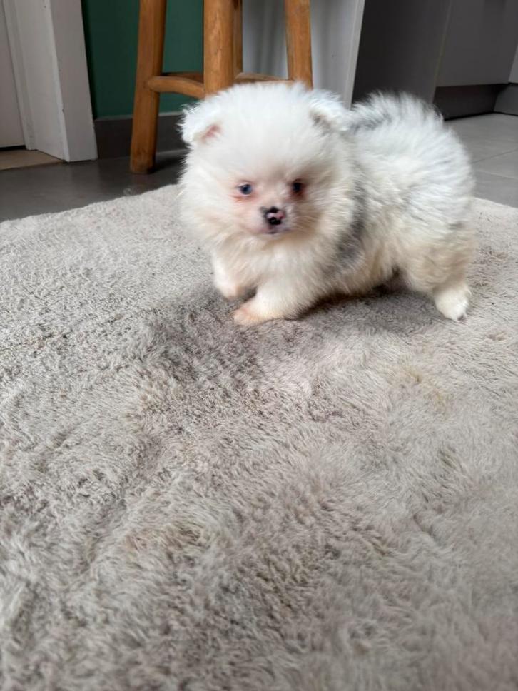 Pomeriaan puppy’s, Dieren en Toebehoren, Honden | Poolhonden, Keeshonden en Oertypen, Meerdere dieren, Keeshond, Fokker | Hobbymatig