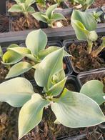 Mooie Hosta Vaste Planten - vanaf 0.60 euro, Tuin en Terras, Overige soorten, Vaste plant, Ophalen of Verzenden, Bloeit niet