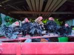 Cochin krulveer, Dieren en Toebehoren, Pluimvee, Mannelijk, Kip
