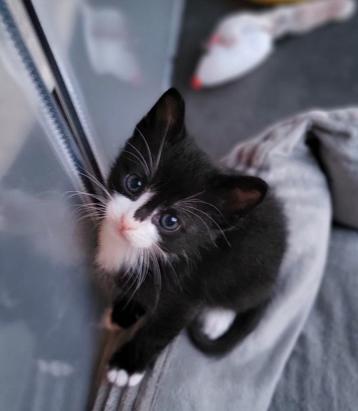 Kittens Ragdoll x Europese korthaar x Maine Coon beschikbaar voor biedingen