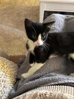 Kitten, Dieren en Toebehoren, Katten en Kittens | Raskatten | Korthaar, Poes, Gechipt, 0 tot 2 jaar