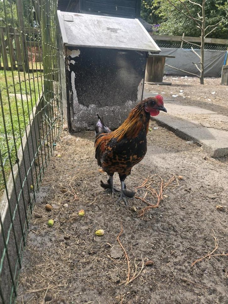 Gratis  hanen, Dieren en Toebehoren, Pluimvee, Kip, Mannelijk