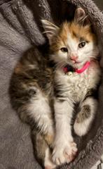 Bloem ragamuffin/ Europese kort haar, Dieren en Toebehoren, Katten en Kittens | Raskatten | Langhaar, Poes, Gechipt, 0 tot 2 jaar