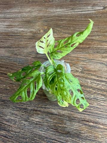 Monstera Adansonii Frozen Freckles Stek beschikbaar voor biedingen