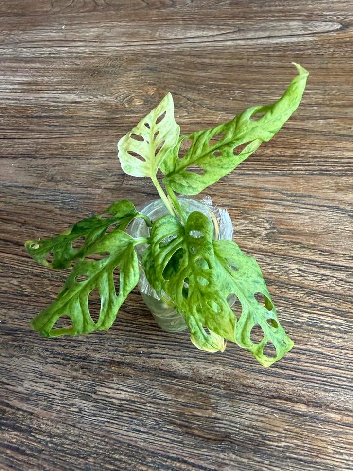 Monstera Adansonii Frozen Freckles Stek, Huis en Inrichting, Kamerplanten, Overige soorten, Minder dan 100 cm, Groene kamerplant