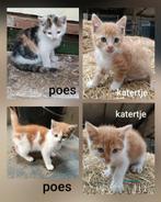 Boerderij kittens, Dieren en Toebehoren
