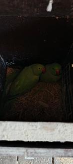 Vogel, Dieren en Toebehoren, Vogels | Overige Vogels, Geslacht onbekend