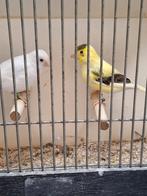 Witte en bonte kanaries van buiten, Meerdere dieren, Kleurkanarie