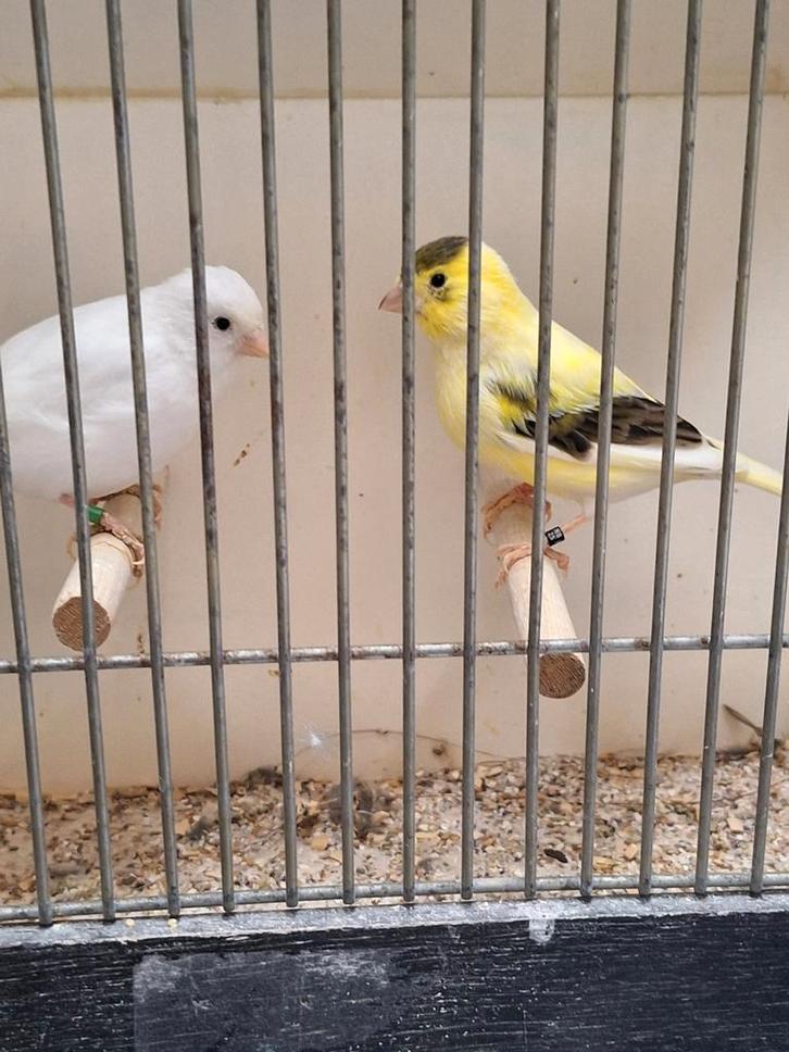 Witte en bonte kanaries van buiten, Dieren en Toebehoren, Vogels | Kanaries, Kleurkanarie, Meerdere dieren