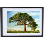 Natuur Poster grote boom- met zwarte Lijst, Ophalen of Verzenden, Zo goed als nieuw, Minder dan 50 cm, 50 tot 75 cm