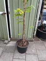 Wisteria, Tuin en Terras, Planten | Bomen, Ophalen, Volle zon, Overige soorten, Minder dan 100 cm