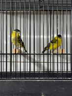 Te koop 3 yarrel sijs mannen, Dieren en Toebehoren, Vogels | Parkieten en Papegaaien, Mannelijk, Parkiet