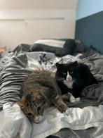 2 lieve katten aangeboden (weg ivm kind allergie), Kater, Gechipt, 3 tot 5 jaar