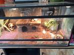 Russische landschildpad incl terrarium, Dieren en Toebehoren, Reptielen en Amfibieën, 0 tot 2 jaar, Schildpad, Met terrarium