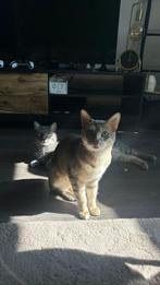 Bengaal & Britse x lapjeskat, Kater