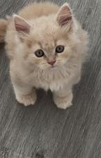 Kittens, Dieren en Toebehoren, Katten en Kittens | Raskatten | Korthaar, Kater
