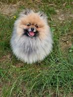 Pomeriaan reu, Dieren en Toebehoren, Honden | Poolhonden, Keeshonden en Oertypen, Keeshond, Reu, CDV (hondenziekte), 1 tot 2 jaar