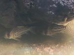 Kweekgroep Corydoras schwartzi, Dieren en Toebehoren, Vissen | Aquariumvissen, Vis, Zoetwatervis, Schoolvis