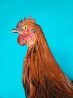 Eenn prachtige opgezette kip!Nr2, Ophalen of Verzenden, Nieuw, Boerderijdier, Opgezet dier