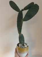 Vijgcactus - Opuntia Ficus-Indica, Volle zon, Vaste plant, Ophalen of Verzenden, Zomer