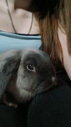 Hangoor konijnen, Dieren en Toebehoren, Konijnen, Mannelijk, Klein, Hangoor, 0 tot 2 jaar