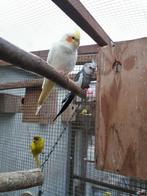 Koppel valkparkieten., Dieren en Toebehoren, Meerdere dieren, Parkiet
