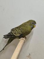 Grasparkiet, Meerdere dieren, Parkiet