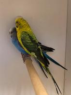 Div kooi en volière vogel, Dieren en Toebehoren, Meerdere dieren, Parkiet