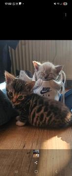 5 leuke speelse  vrolijke gezonde   kittens, Dieren en Toebehoren, Meerdere dieren, Kortharig, 0 tot 2 jaar