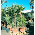 Chamaerops humilis - Europese Dwergpalm (180cm/e474.9 g34645, Ophalen of Verzenden, Nieuw