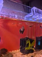 Anatome Helena (Slak etende Slak), Dieren en Toebehoren, Ophalen, Nieuw, Overige typen