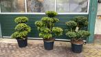 Bonsai bomen Ilex bonsai vanaf €175 vormbomen japanse tuin, Ophalen, Overige soorten, Halfschaduw